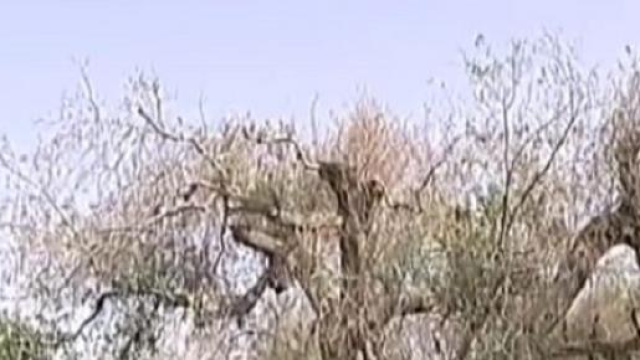 Strage di ulivi in Puglia a causa di un batterio