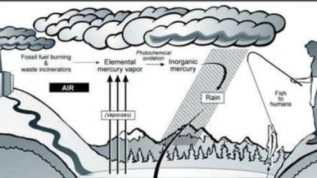 Inquinamento da mercurio delle acque