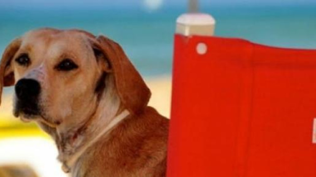 Nella foto un cane bagnino sulla sedia da mare