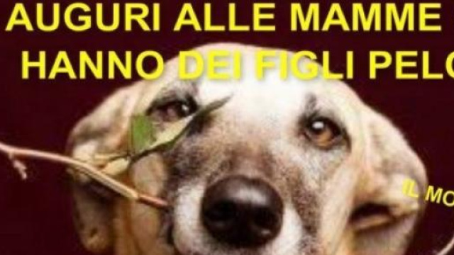 cani come figli si pu&ograve; fare
