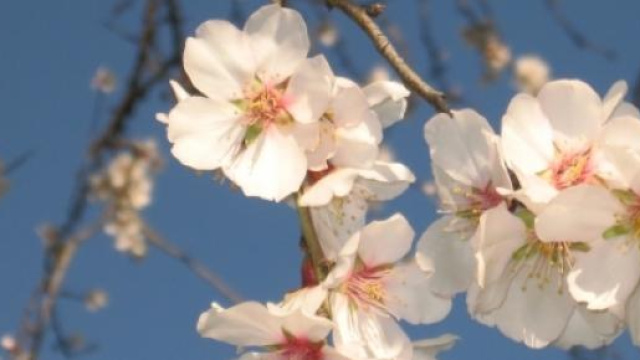 Festa della Mamma: come fare gli auguri