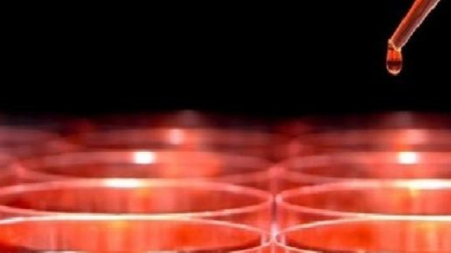 Scoperto un nuovo tipo di cellule staminali