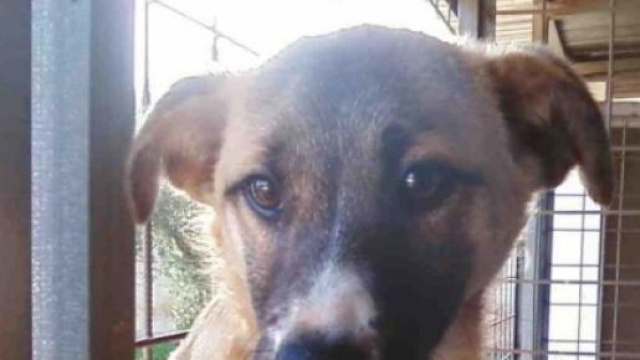 Un cane dietro le sbarre di un canile.