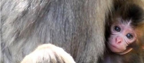 Charlotte the Japanese Monkey get to keep her name