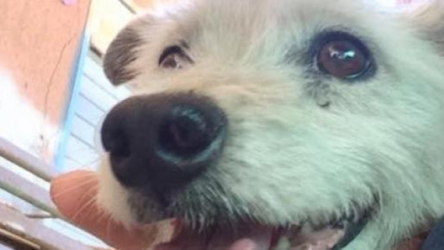 Ercolino, il cane vittima di violenza
