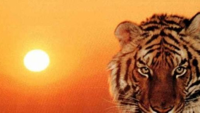 La tigre, conosciamo le iniziative per salvarla
