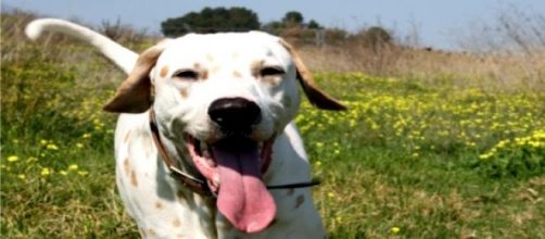 Tu perro puede tener presencia en Facebook