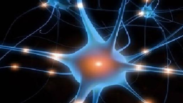 Cellule nervose: i neuroni