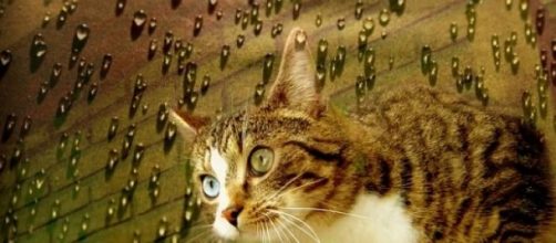 Murakami es amante de los gatos y lo plasma 