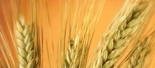 Cereales integrales: cebada