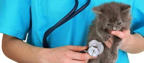 Cuidados b&aacute;sicos post operatorios para un gato 