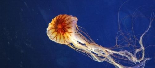 Medusa de caja australiana