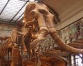 Insertan genes de mamut en un elefante