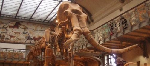 Se pudieron insertar genes de mamut en un elefante
