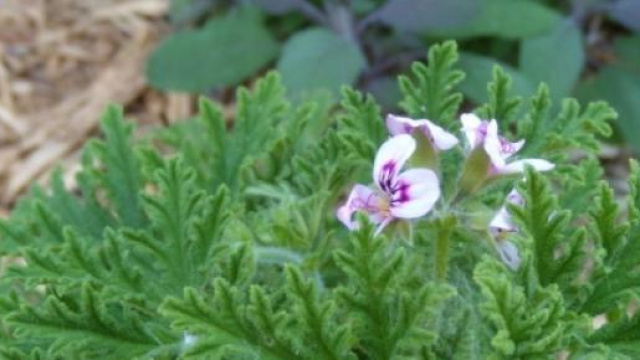 Citronella, la pianta anti zanzare pi&ugrave; potente