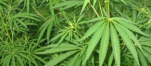 Imagen de la planta marihuana