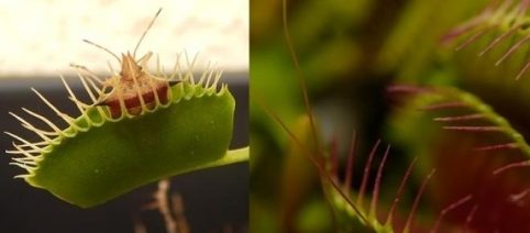 Las temidas plantas carnívoras son excepcionalmente hermosas