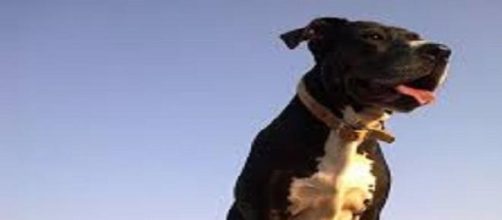 El Pitbull es considerado un perro peligroso