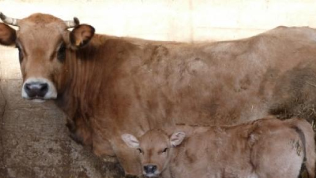 Bovini in attesa di esecuzione in un allevamento 