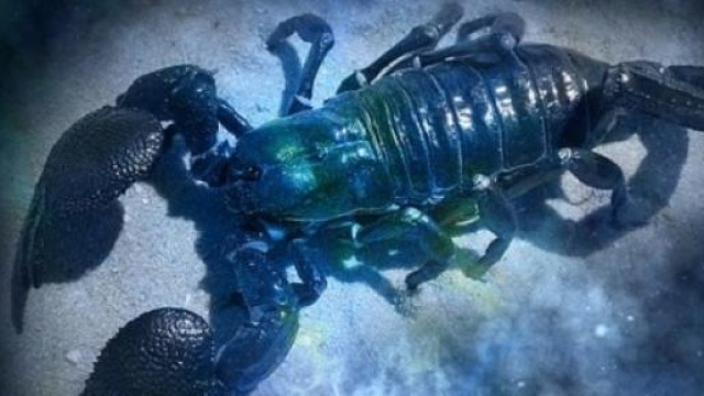 Oroscopo mese giugno 2015 scorpione