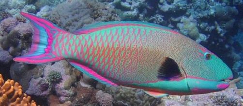 Pez Loro - Imagen CC-by-sa Rling