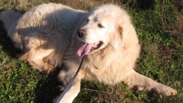 Il nostro caro amico Rud a spasso