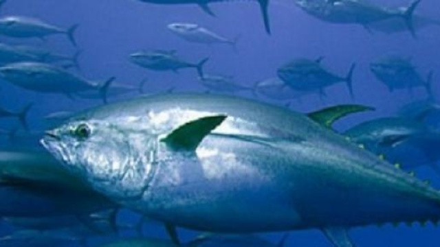 tonno rosso a rischio estinzione