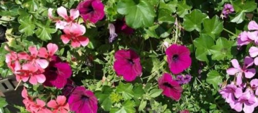 T&eacute; y caf&eacute; obran maravillas en nuestras plantas