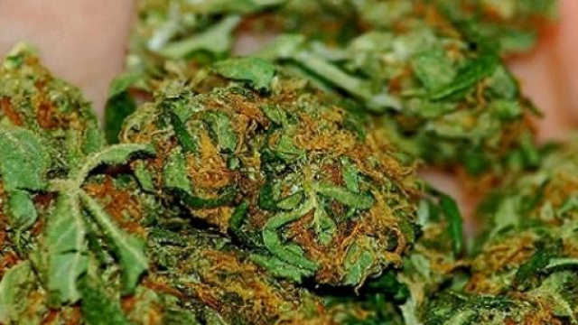 A quoi ressemble la marijuana ? Cr&eacute;dits - Katherine Hitt