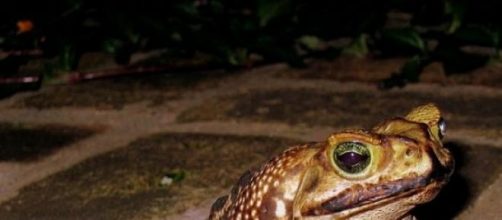 Sapo Cururu de la isla de Noronha
