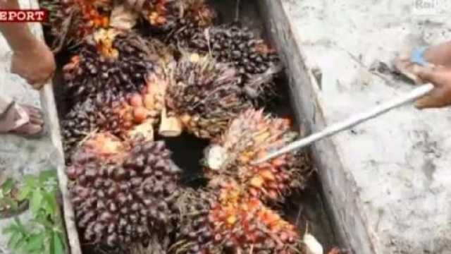 Report e il servizio sull'olio di palma