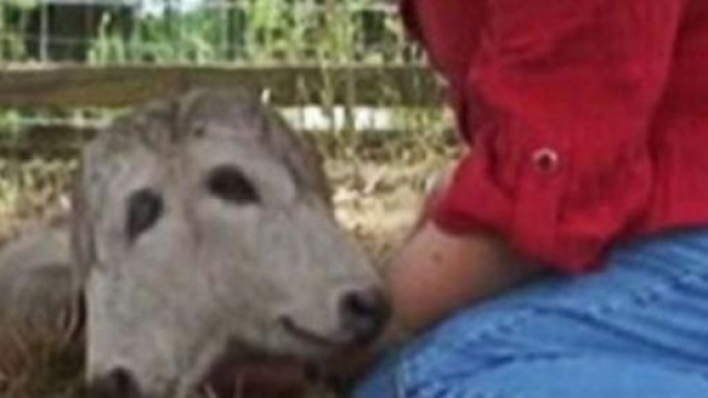 Vitellina nata con due teste