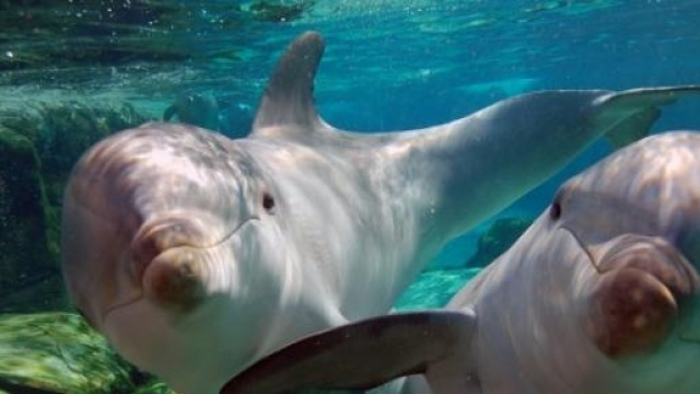 Rifiuti verranno tolti anche dai fondali