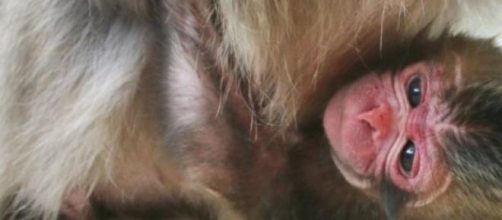 A zoo in Japan names a new born monkey Charlotte