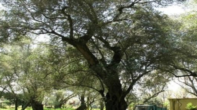 Alcuni degli alberi che verranno abbattuti
