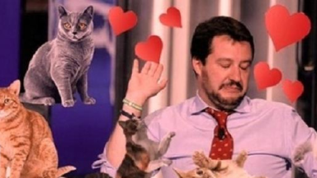 'Gattini su Salvini', flash mob su Facebook