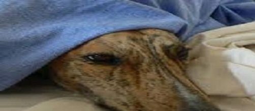 El deterioro del perro Galgo