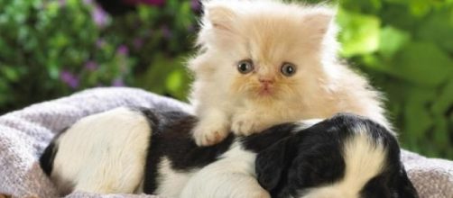 Elige a tu mascota perfecta seg&uacute;n tu personalidad