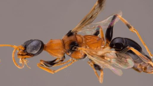 Ampulex Dementor, nuova specie di vespa