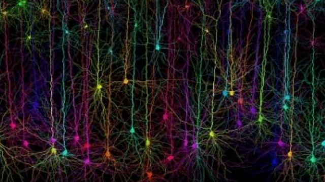 Neuroni piramidali della corteccia visiva primaria