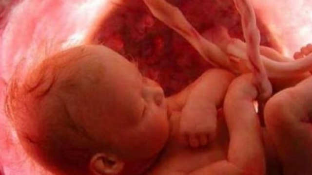 Feto all'interno del grembo