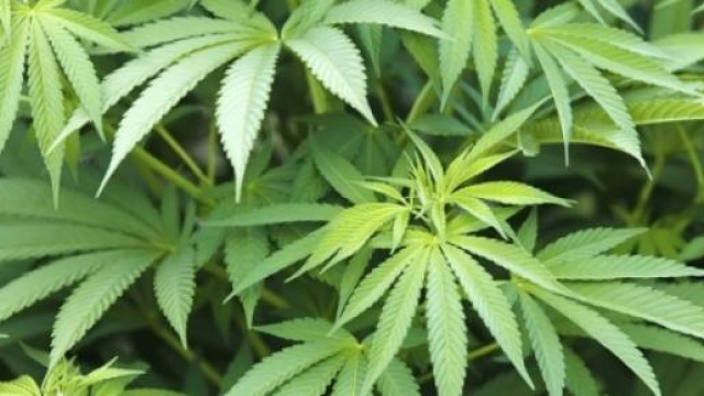 Marijuana: raccolto in Italia per uso terapeutico
