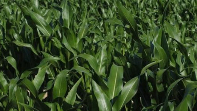 Secondo i dati della Fao, il trend &egrave; migliorato 