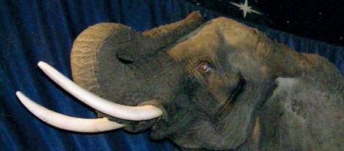 One of the last British circus elephants.