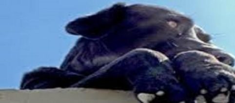 Marta, una perra callejera, le salva la vida a una mujer policía en La Plata