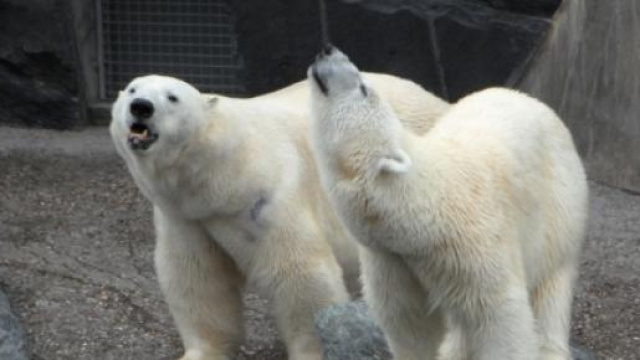 Orsi polari costretti a mangiare delfini