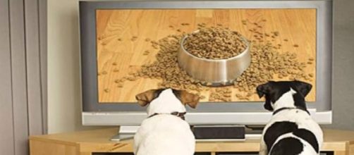 Un par de perros observando atentamente DogTV