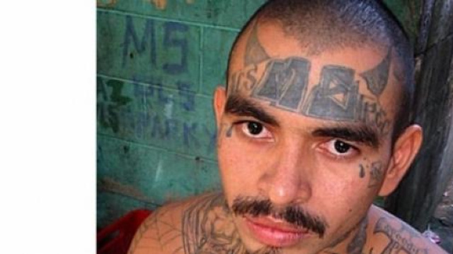 MS13 sta per Mara Salvatrucha, una setta satanica