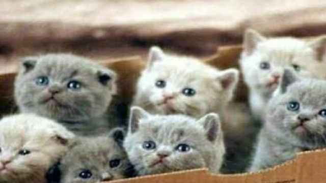 rapporto gatti e schizofrenia 