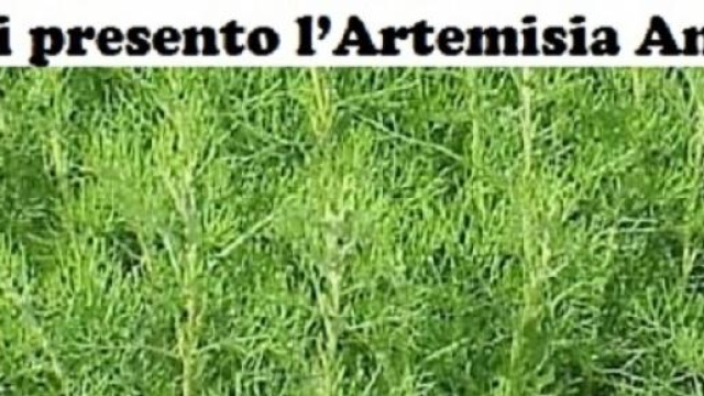 Artemisia Annua, pianta-medicinale. 